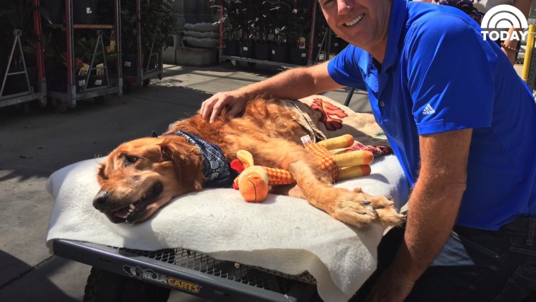 Golden Retriever Augie Wearing a Baseball Cap