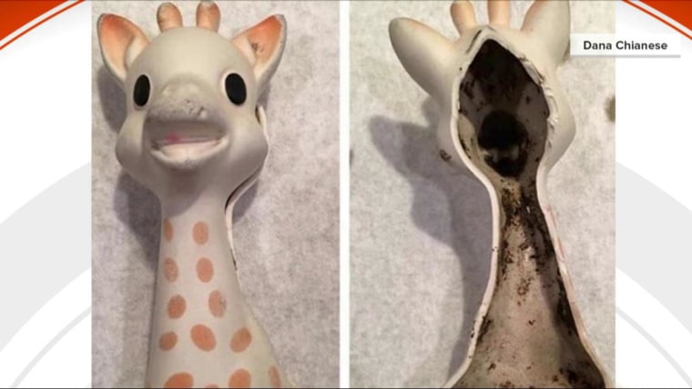 adelaar Geldschieter Voor een dagje uit Sophie the Giraffe mold scare: Why you shouldn't panic