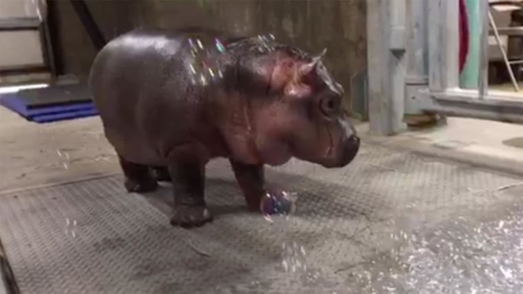 Watch Fiona the hippo play with bubbles!