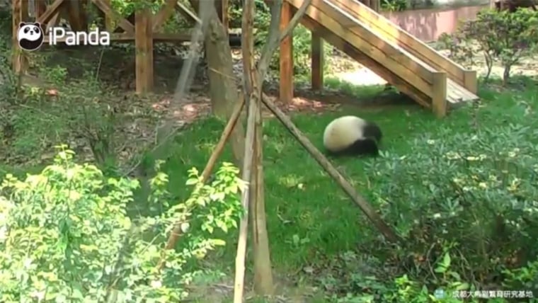 Watch this adorable panda roll down a hill 8 wonderful times
