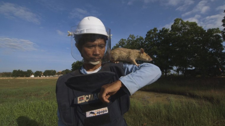 Magawa the Rat dubbed a 'hero' for record breaking Cambodia landmine ...