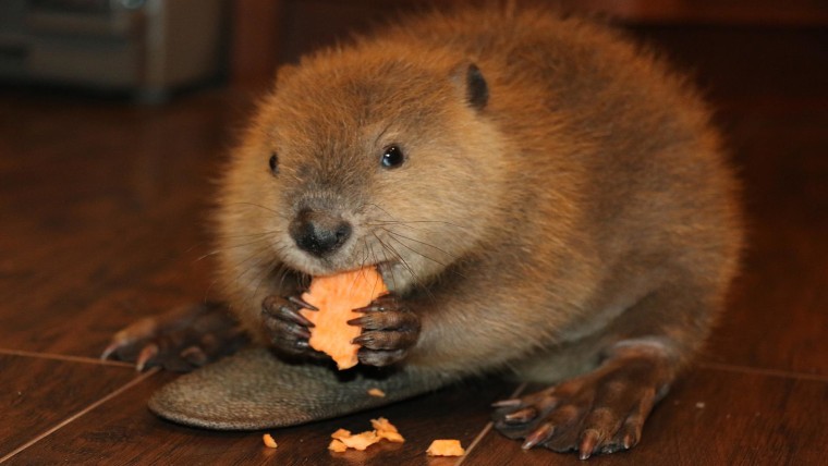 Justin Beaver Rescued As An Orphan Makes Dams Out Of Toys