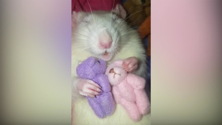 Tiny teddy bears for rats top