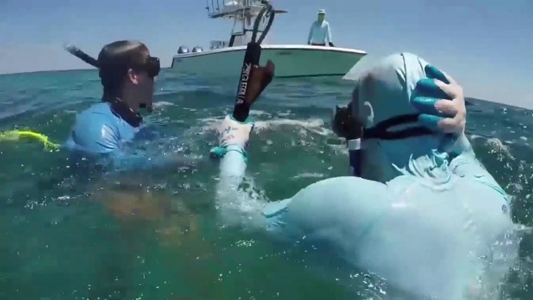 shark attacks catamaran