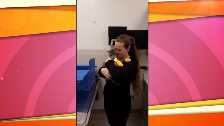 Cat lost during California wildfire reunites with owner