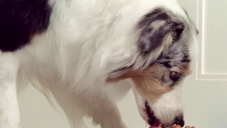 Dog food recalled over dangerous levels of vitamin D