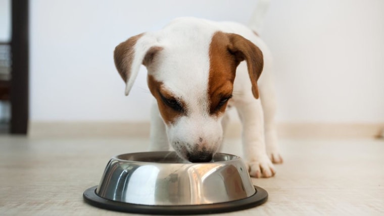 High levels of vitamin d in dog food hotsell