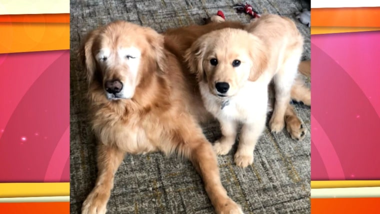 Blind golden retriever with hotsell puppy
