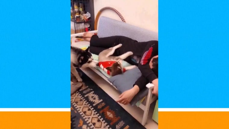 Dog tugs on sale puppy off couch