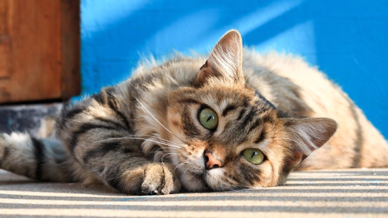 How to Tell if Your Cat Loves You, According to Science