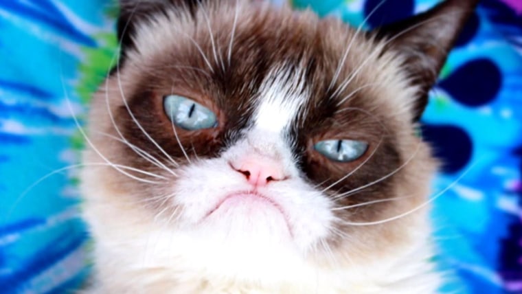 Grumpy Cat The Internets Favorite Grouch Dies At Age 7