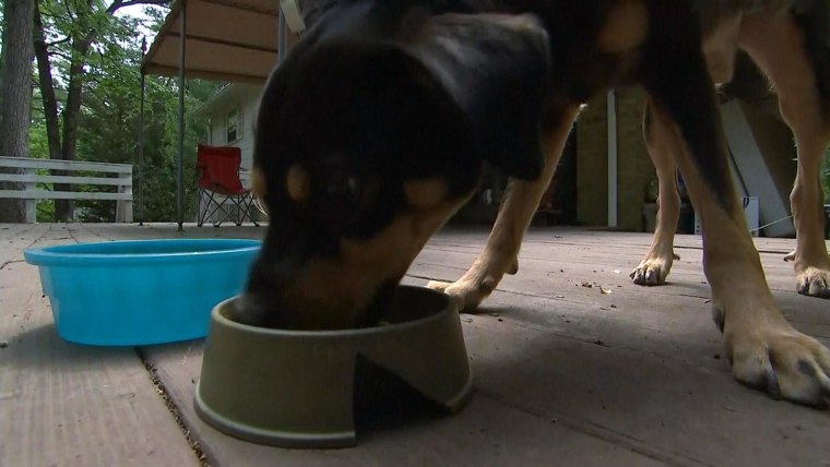 16 dog food outlet brands