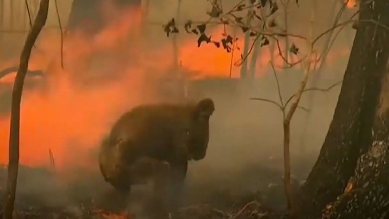 Australian woman rescues badly burnt koala from bushfire