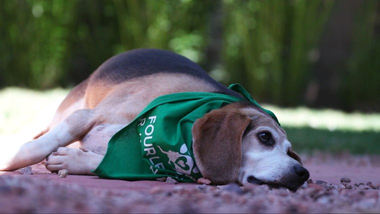 Best weight loss dog food for beagles 2025
