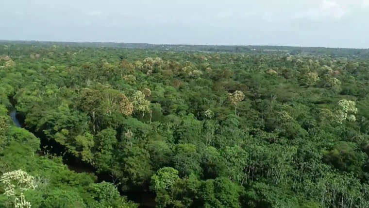 One forest is crucial to Earth’s climate. Illegal logging there was likely linked to Ikea.