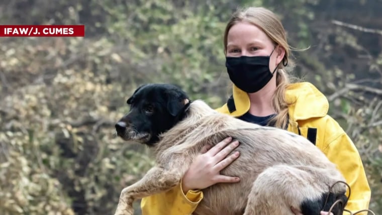 International Fund for Animal Welfare conducting rescue mission to save  animals from wildfires