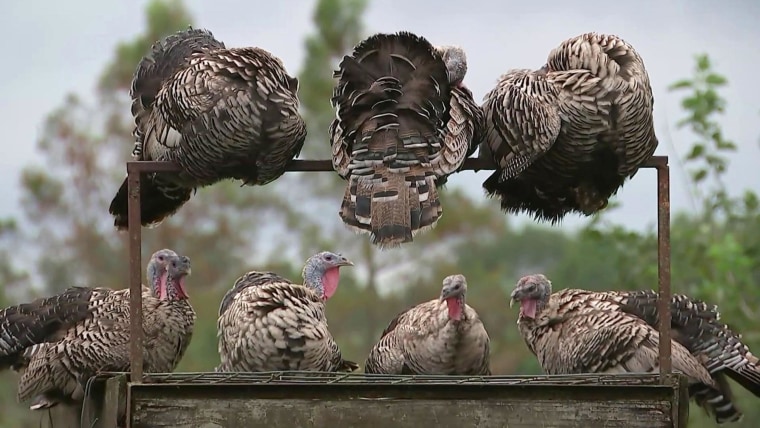 How Many Turkeys Are Eaten on Thanksgiving?