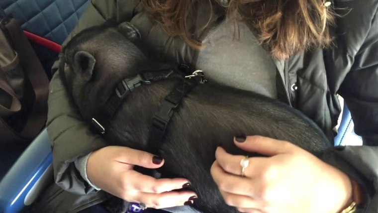 Emotional support animals are grounded by new air travel rules (except dogs)