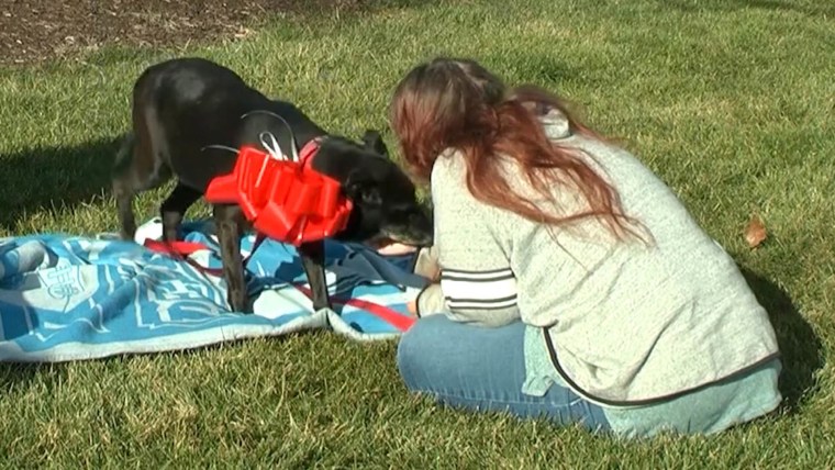 Owner reunited with her missing dog after three years