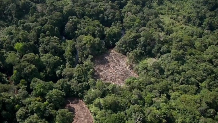 More than one-third of the  forest is degraded, study says