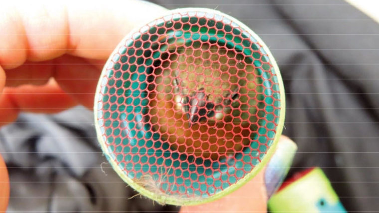 Man caught smuggling 35 live songbirds into New York’s JFK airport