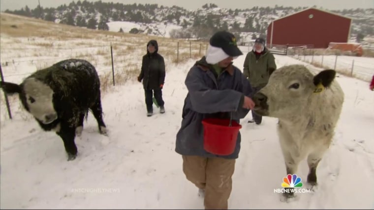 Nuns Run Colorado Cattle Ranch