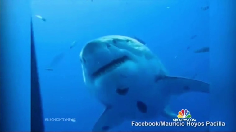 Say Hello to Deep Blue: ‘The Biggest Shark Ever Filmed’