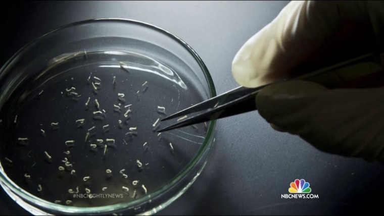 What You Need to Know About the Potential Zika Virus Outbreak
