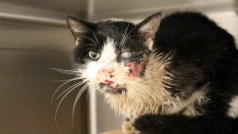 گربه مرده فلوريدا پنجه راه بازگشت به روزه‌اي زندگي پس از آن: مالك