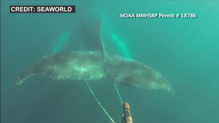 Rescuers Free Whale Entangled in Fishing Line