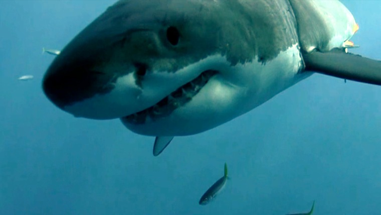 Sharks flock to Cape Cod, drawn to big seal population