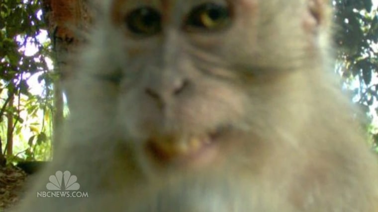 Monkey shoots selfie and video with man's lost phone