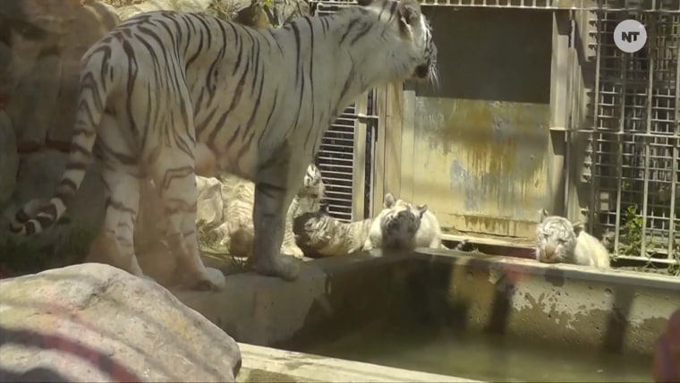 Tiger Cub Has Hard Time Getting Out of Pool of Water