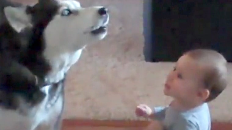 Baby dog howling sales
