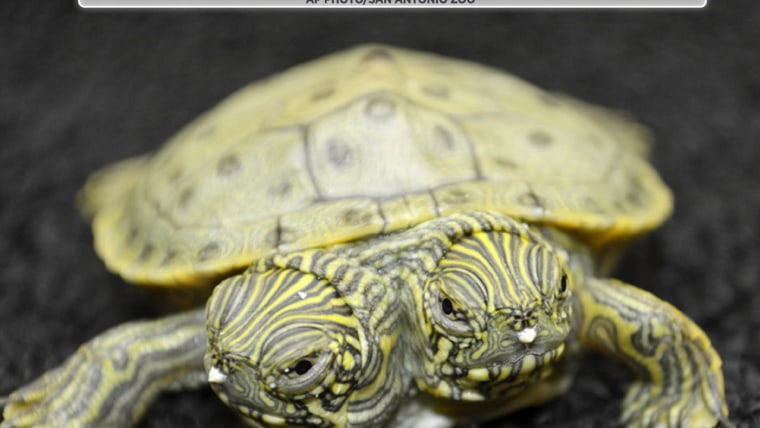 Two-headed turtle and 7 animals to make you see double