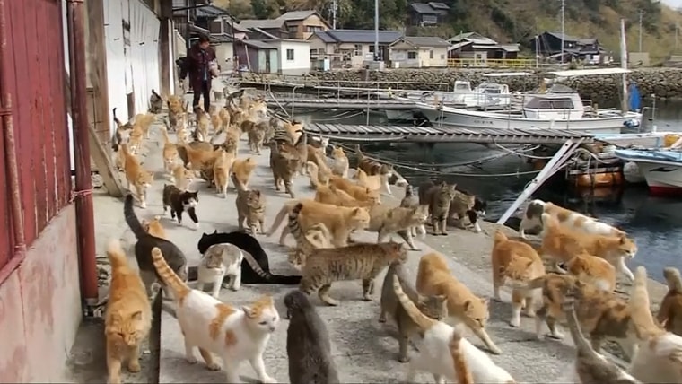 Cats have taken over this island in Japan