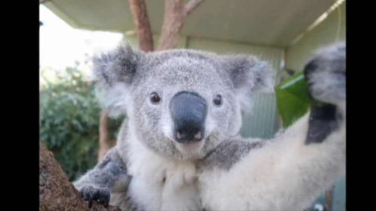 Koala — Wikipédia
