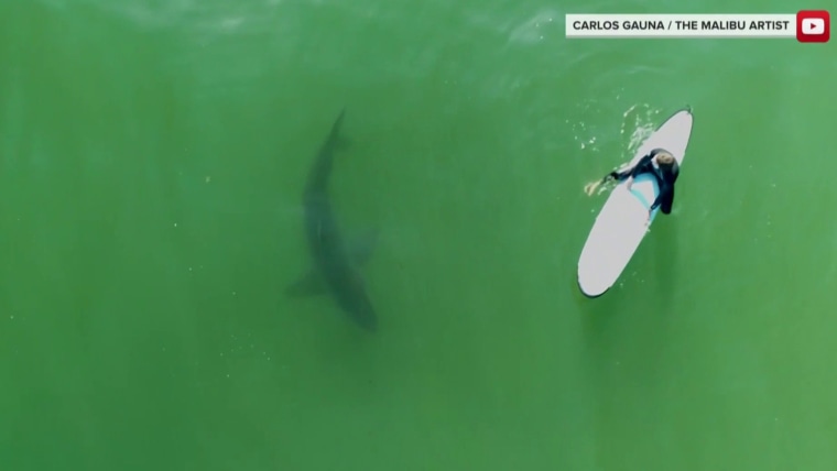 Drone video fanger store hvide hajer langs Californiens kyst