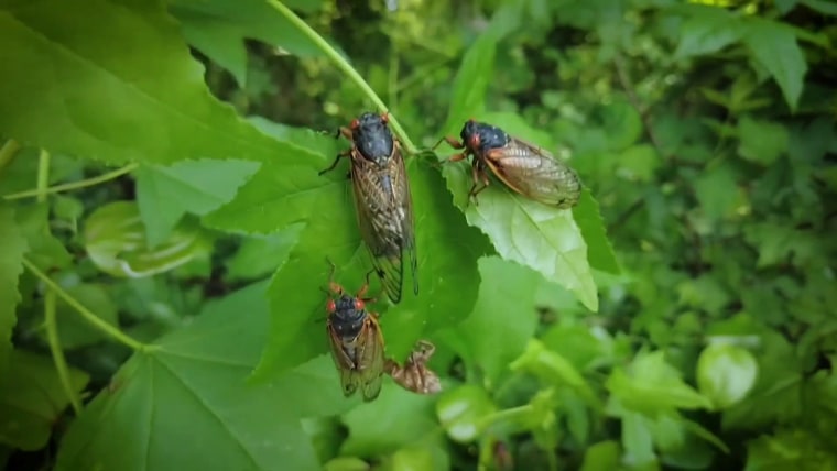 Police Say A Cicada Is Responsible For A Car Crash In Ohio