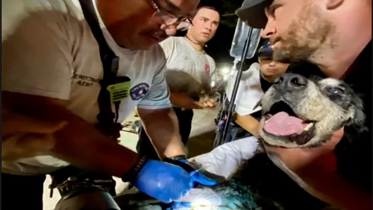 Watch: Texas first responders rescue deaf dog from a storm drain