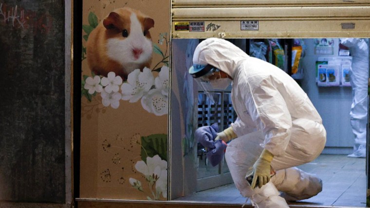 Hong Kong allows hamster pet stores to resume business after Covid cull