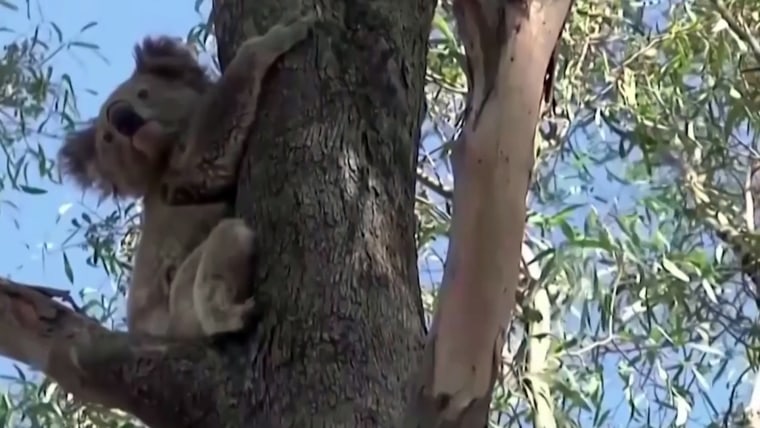 Australia Has Declared Koalas An Endangered Species