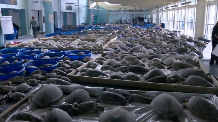 Preparations to rescue cold-stunned sea turtles begin in Texas