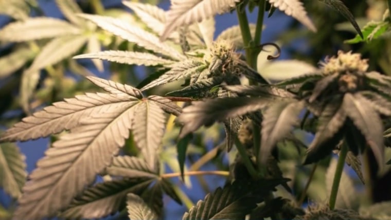 House Approves Bill Legalizing Marijuana