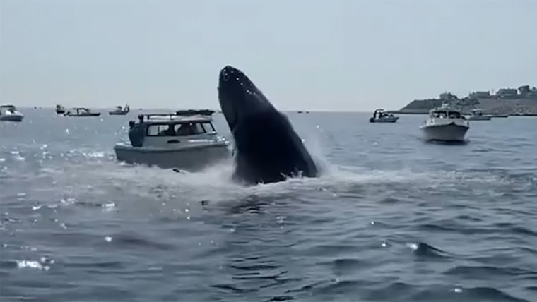 whale hits boat 0chagp