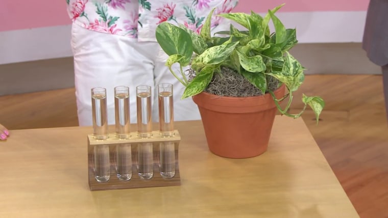 Plant Stylist Shows How To Use House Plants To Boost Your Mood Plant Stylist Shows How To Use House Plants To Boost Your Mood