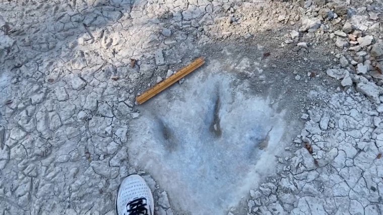 Drought reveals 113 million-year-old dinosaur tracks in Texas