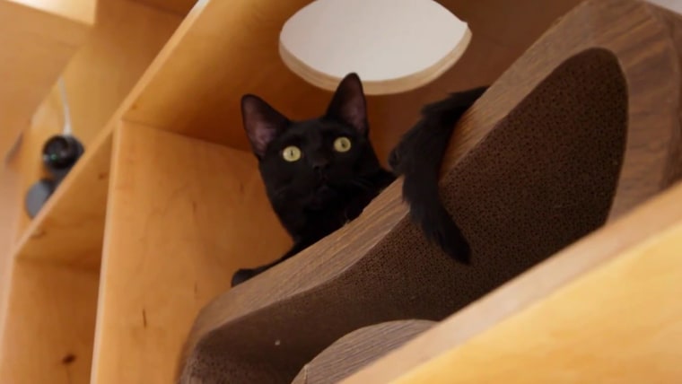 Elvis Cat ‘Wobbly cat’ Elvis is foster king to kittens at Kentucky shelter