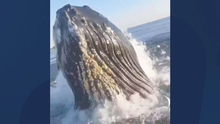 Watch: Breaching whale shocks father, son fishing off Jersey Shore