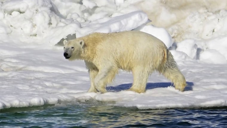 Plush Winter White Arctic Polar Bear, 16